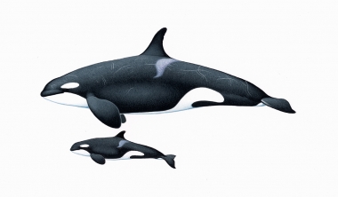 Image of Killer whale or orca (Orcinus orca) - Adult female and calf offshore, North Pacific