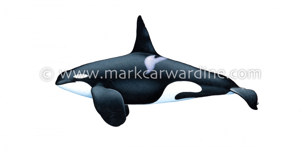 Killer whale or orca (Orcinus orca)