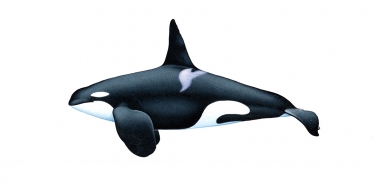 Image of Killer whale or orca (Orcinus orca) - Adult male resident, North Pacific