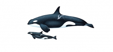 Image of Killer whale or orca (Orcinus orca) - Adult female and calf  resident, North Pacific