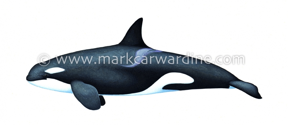 Killer whale or orca (Orcinus orca)