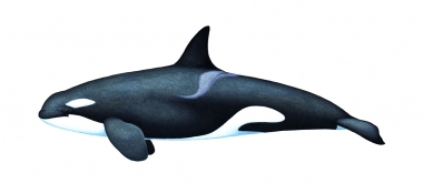 Image of Killer whale or orca (Orcinus orca) - Juvenile resident, North Pacific