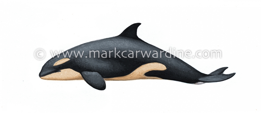 Killer whale or orca (Orcinus orca)