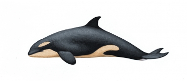 Image of Killer whale or orca (Orcinus orca) - Newborn calf resident, North Pacific