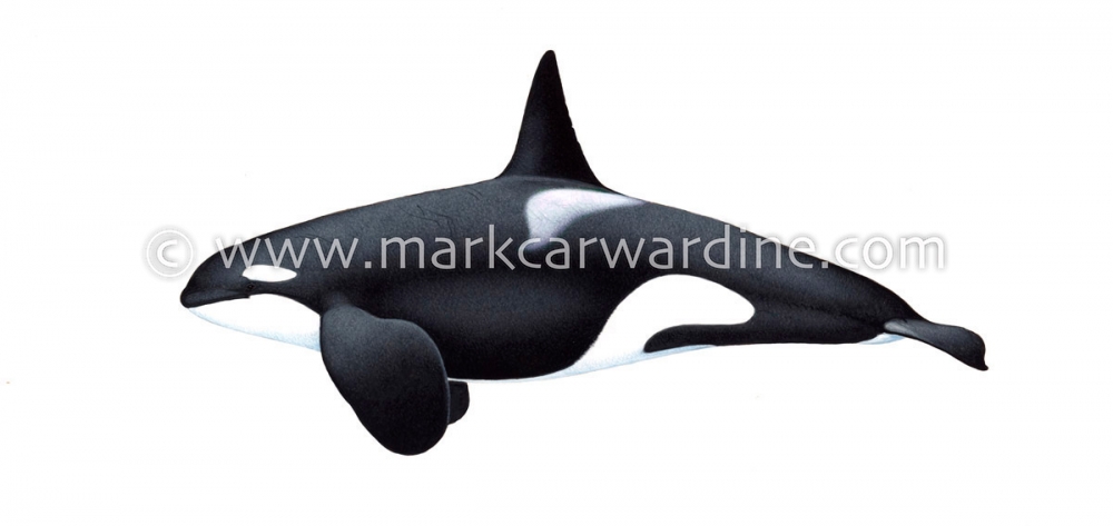 Killer whale or orca (Orcinus orca)