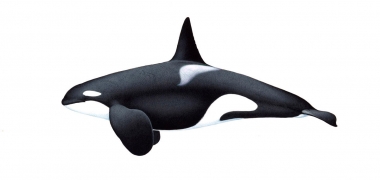 Image of Killer whale or orca (Orcinus orca) - Adult male Bigg’s (or transient), North Pacific