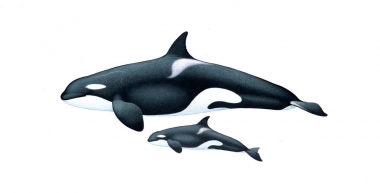 Image of Killer whale or orca (Orcinus orca) - Adult female and calf Bigg’s (or transient), North Pacific