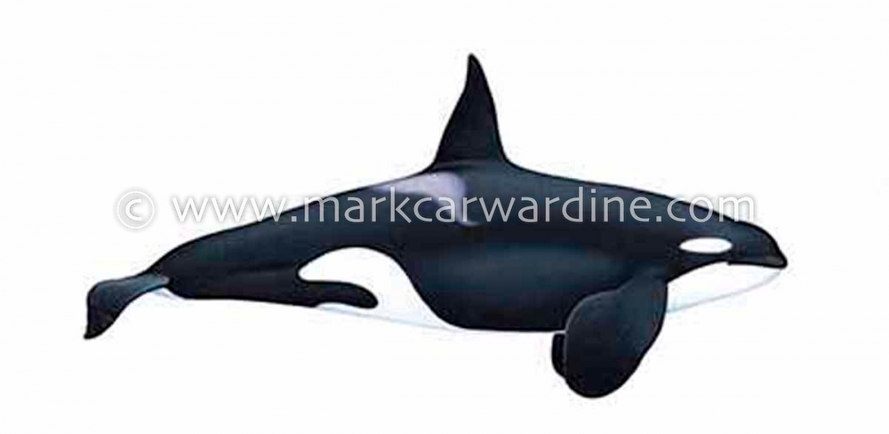 Killer whale or orca (Orcinus orca)