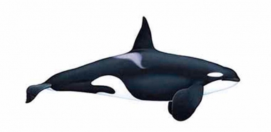 Image of Killer whale or orca (Orcinus orca) - Adult male type A, Antarctic