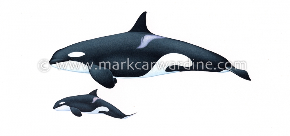 Killer whale or orca (Orcinus orca)