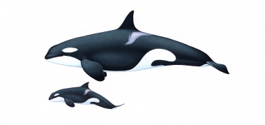 Image of Killer whale or orca (Orcinus orca) - Adult female and calf type A, Antarctic