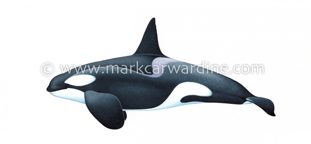 Killer whale or orca (Orcinus orca)