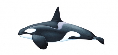 Click to see images of Killer whale or orca (Orcinus orca)