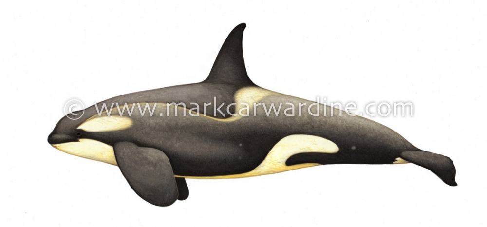 Killer whale or orca (Orcinus orca)