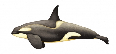 Image of Killer whale or orca (Orcinus orca) - Adult male large type B (Pack Ice), with diatoms, Antarctic