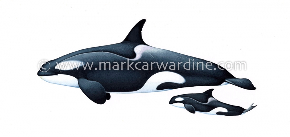 Killer whale or orca (Orcinus orca)