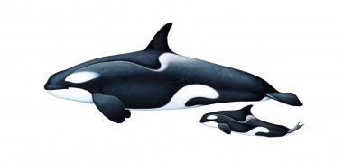 Image of Killer whale or orca (Orcinus orca) - Adult female and calf, large type B (Pack Ice), Antarctic