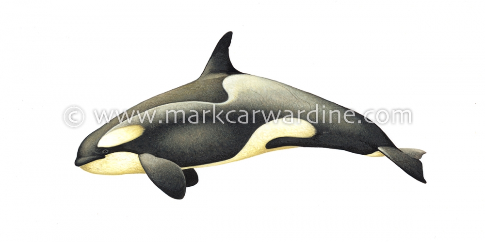 Killer whale or orca (Orcinus orca)