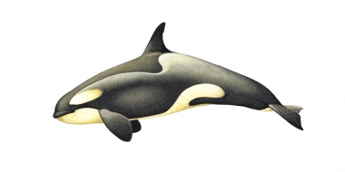 Image of Killer whale or orca (Orcinus orca) - Adult female large type B (Pack Ice) with diatoms, Antarctic