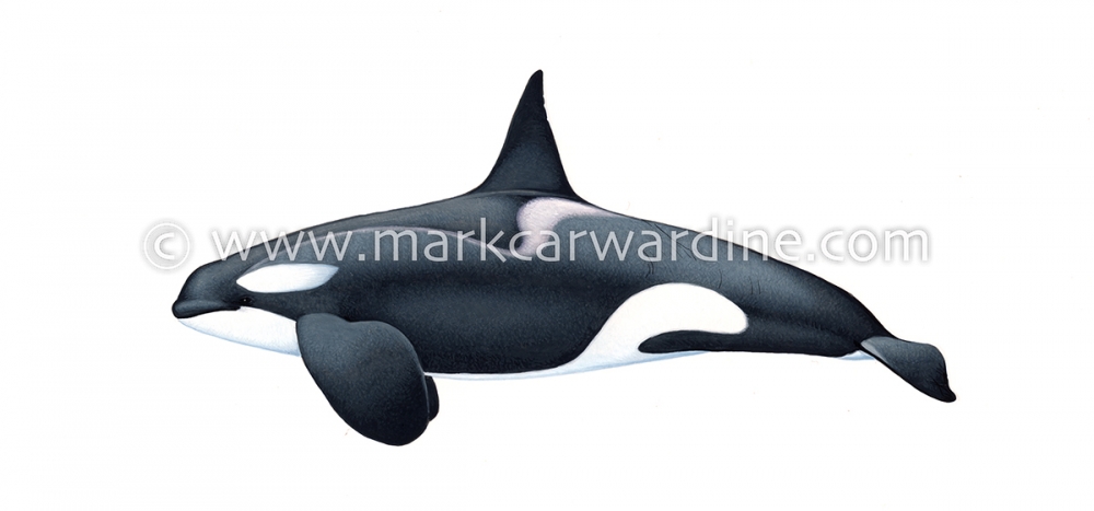 Killer whale or orca (Orcinus orca)