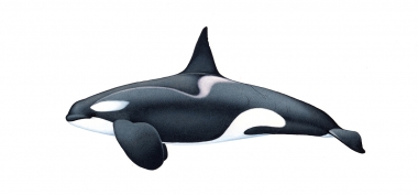 Image of Killer whale or orca (Orcinus orca) - Adult male small type B (Gerlache), Antarctic
