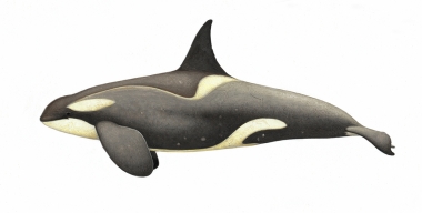 Image of Killer whale or orca (Orcinus orca) - Adult male small Type B (Gerlache) with diatoms, Antarctic