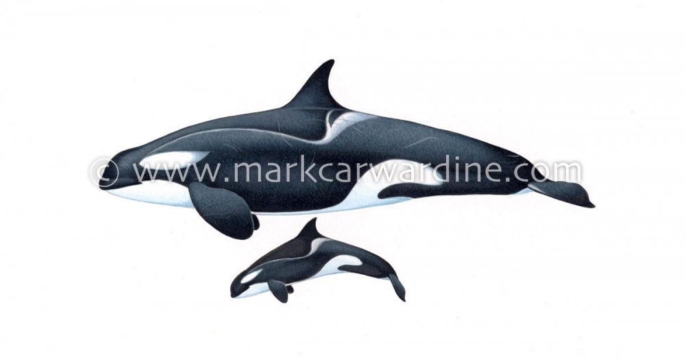 Killer whale or orca (Orcinus orca)