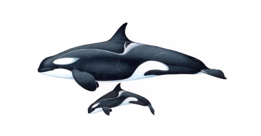 Image of Killer whale or orca (Orcinus orca) - Adult female and calf small type B (Gerlache), Antarctic