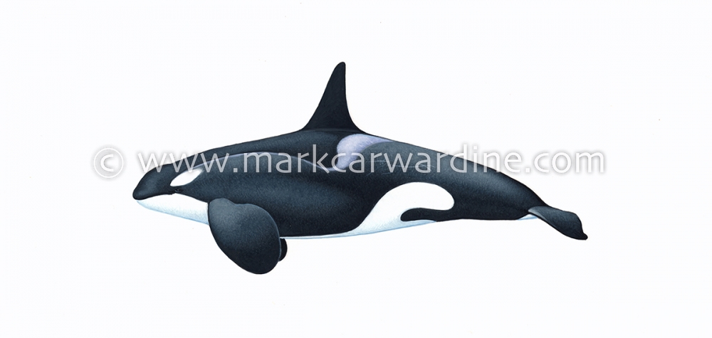 Killer whale or orca (Orcinus orca)