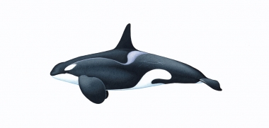 Image of Killer whale or orca (Orcinus orca) - Adult male type C (Ross Sea), Antarctic