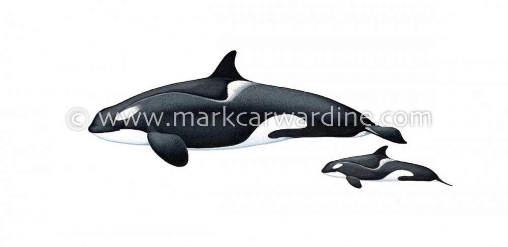 Killer whale or orca (Orcinus orca)