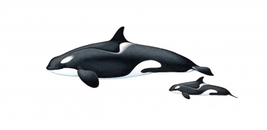 Image of Killer whale or orca (Orcinus orca) - Adult female and calf  type C (Ross Sea), Antarctic