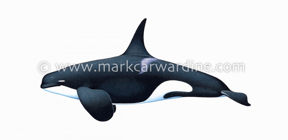 Killer whale or orca (Orcinus orca)