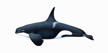 Image of Killer whale or orca (Orcinus orca) - Adult male type D, Sub-Antarctic