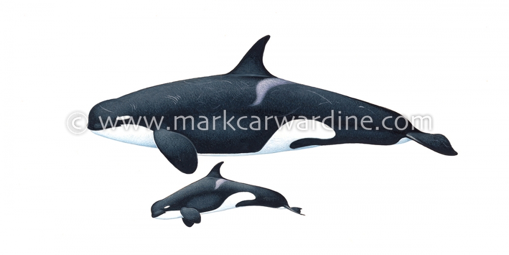 Killer whale or orca (Orcinus orca)