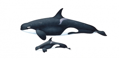 Image of Killer whale or orca (Orcinus orca) - Adult female and calf  type D, Sub-Antarctic