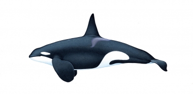 Image of Killer whale or orca (Orcinus orca) - Adult male West Coast community (North-east Atlantic)