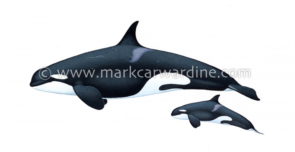 Killer whale or orca (Orcinus orca)