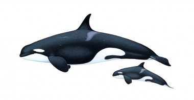 Image of Killer whale or orca (Orcinus orca) - Adult female and calf West Coast community (North-east Atlantic)