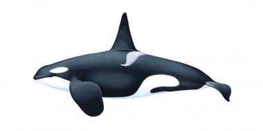 Image of Killer whale or orca (Orcinus orca) - Adult male North-east Atlantic (Icelandic herring-feeder, Norwegian herring-feeder and North-east Atlantic mackerel-feeder)