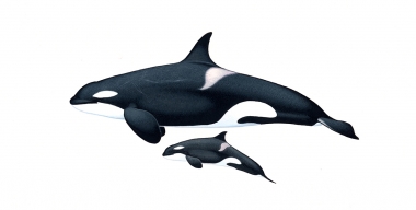 Image of Killer whale or orca (Orcinus orca) - Adult female and calf North-east Atlantic (Icelandic herring-feeder, Norwegian herring-feeder and North-east Atlantic mackerel-feeder)