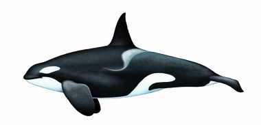 Image of Killer whale or orca (Orcinus orca) - Adult male Strait of Gibraltar bluefin tuna-feeder (North-east Atlantic)