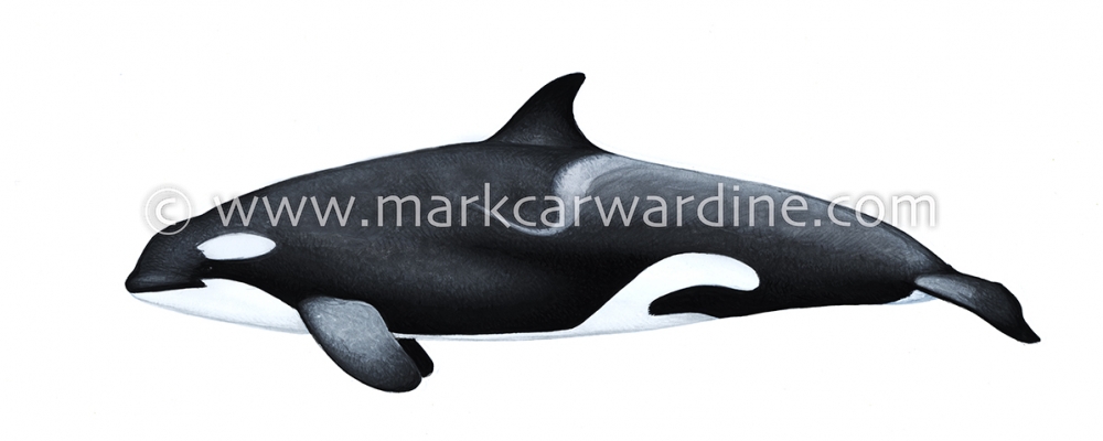 Killer whale or orca (Orcinus orca)