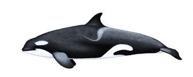 Image of Killer whale or orca (Orcinus orca) - Adult female Strait of Gibraltar bluefin tuna-feederr (North-east Atlantic)