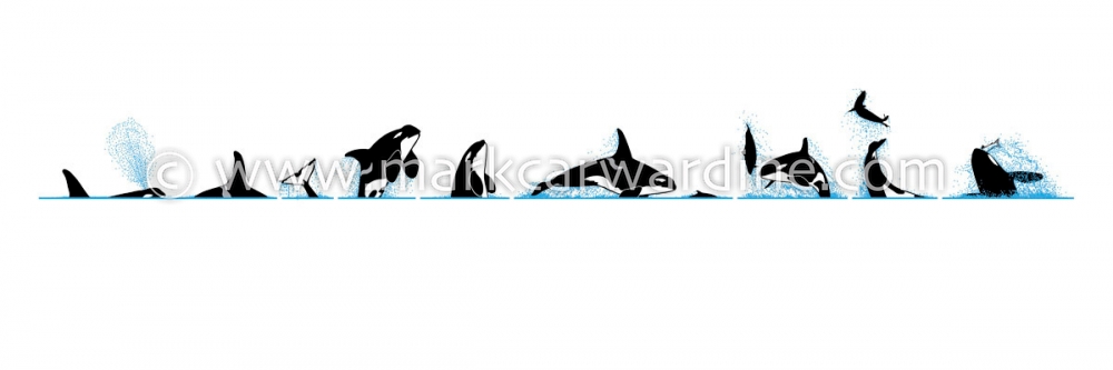 Killer whale or orca (Orcinus orca)