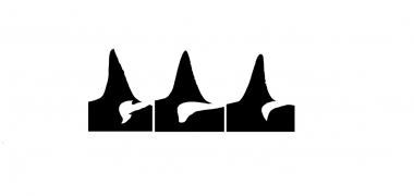 Image of Killer whale or orca (Orcinus orca) - Male dorsal fin and saddle patch comparisons; from left to right, resident, Bigg’s, offshore