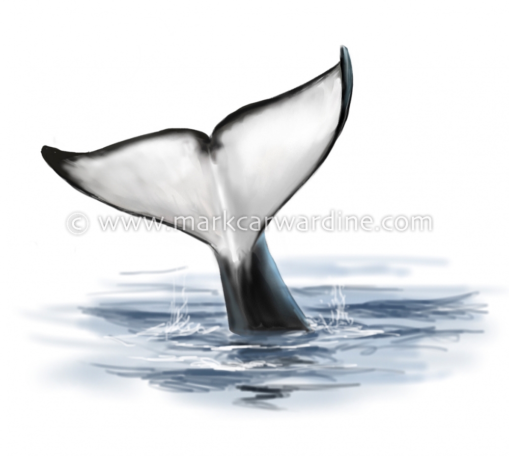 Killer whale or orca (Orcinus orca)