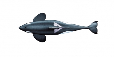 Image of Killer whale or orca (Orcinus orca) - Adult male resident topside