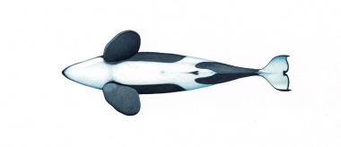 Image of Killer whale or orca (Orcinus orca) - Adult male resident underside