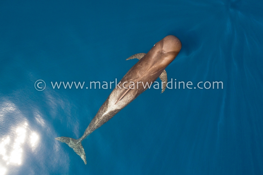 Short-finned pilot whale (Globicephala macrorhynchus)